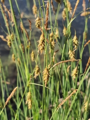 Carex limosa