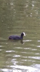 Fulica atra