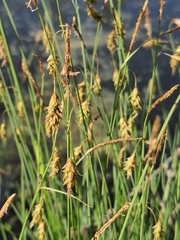 Carex limosa