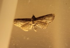 Eupithecia vulgata