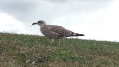 Larus michahellis