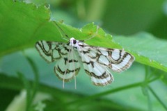 Nymphula nitidulata