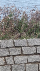 Phoenicurus ochruros