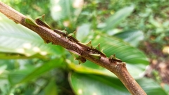Umbonia spinosa