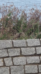 Phoenicurus ochruros