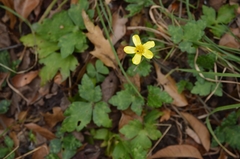 Ranunculus sierrae-orientalis