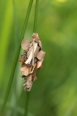 Canephora hirsuta