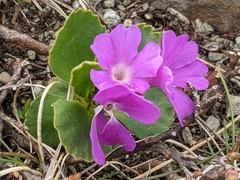 Primula apennina