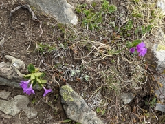 Primula apennina