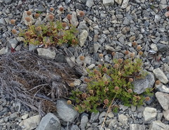 Acaena glabra