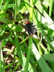 Cantharis fusca