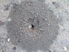 Pogonomyrmex occidentalis