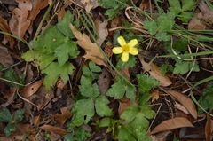 Ranunculus sierrae-orientalis