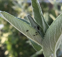 Macrosiphum salviae