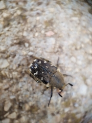 Heterocnemis graeca