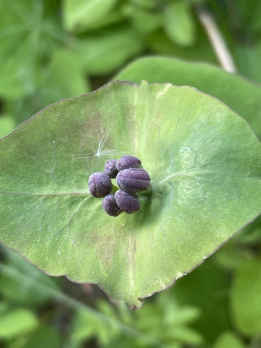 Gartengeißblatt