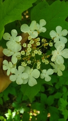 Viburnum opulus