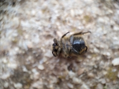 Heterocnemis graeca