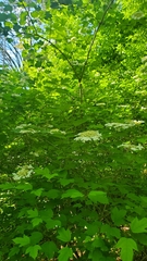 Viburnum opulus