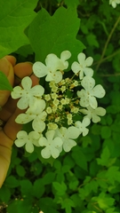 Viburnum opulus