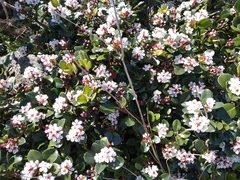 Rhaphiolepis umbellata