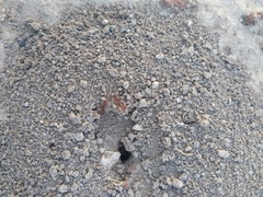 Pogonomyrmex occidentalis