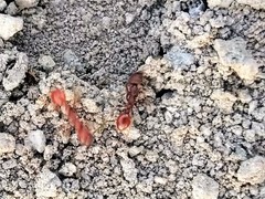 Pogonomyrmex occidentalis