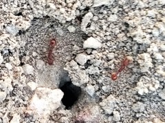 Pogonomyrmex occidentalis