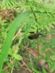 Piezogaster rubropictus