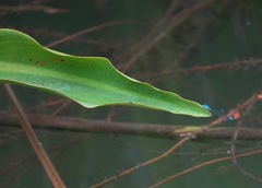 Pseudagrion microcephalum