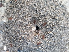 Pogonomyrmex occidentalis