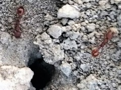 Pogonomyrmex occidentalis