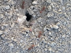 Pogonomyrmex occidentalis