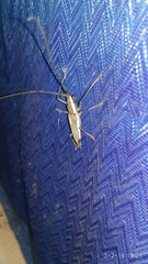 Neoptychodes trilineatus