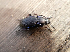 Carabus henningi