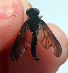 Chrysopilus connexus