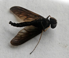 Chrysopilus connexus