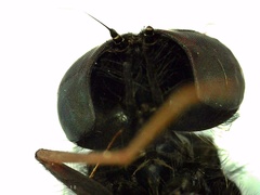 Chrysopilus connexus