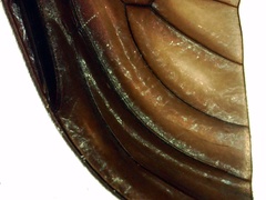 Chrysopilus connexus