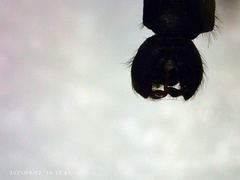 Chrysopilus connexus