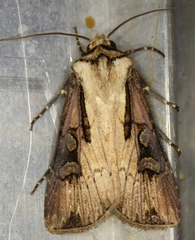 Agrotis volubilis