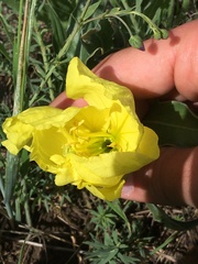 Oenothera howardii