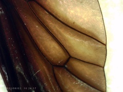 Chrysopilus connexus