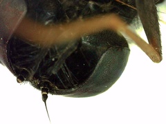 Chrysopilus connexus