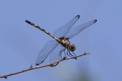 Dythemis nigrescens