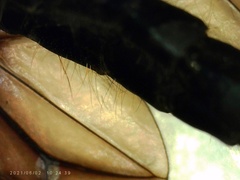 Chrysopilus connexus