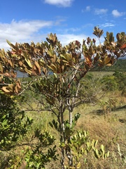 Mascarenhasia