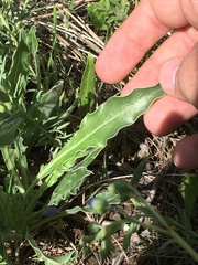 Oenothera howardii