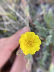 Potentilla ovina