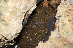 Tenasserim Cave Frog photo 1